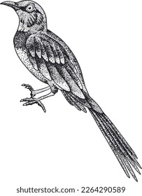 Golden-breasted Starling. Vector sketch of hand drawn bird.