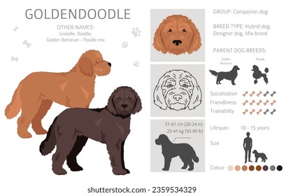 Goldendoodle clipart. Golden retriever Poodle mix. Different coat colors set.  Vector illustration