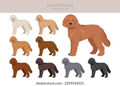 Goldendoodle clipart. Golden retriever Poodle mix. Different coat colors set.  Vector illustration