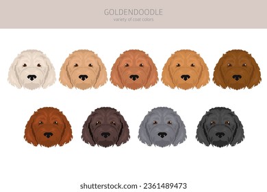 Goldendoodle clipart. Golden retriever Poodle mix. Different coat colors set.  Vector illustration