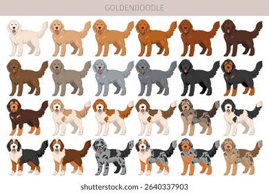 Goldendoodle clipart. Golden retriever Poodle mix. Different coat colors set.  Vector illustration