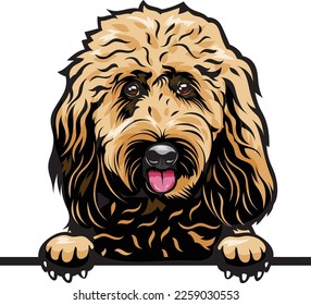 Goldendoodle Color Peeking Dogs. Color image of a dogs head isolated on a white background. Dog portrait, Vector illustration