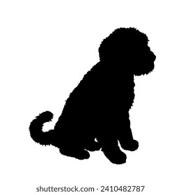 Goldendoodle Dog on the move. Dog in different poses. jumps runs. The dog is sitting. The dog is lying down playing