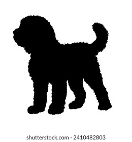 Goldendoodle Dog on the move. Dog in different poses. jumps runs. The dog is sitting. The dog is lying down playing