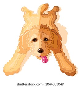 goldendoodle or labradoodle dog laying down with back legs splayed out in sloop position, vector illustration