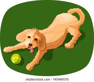 goldendoodle or labradoodle puppy dog ready to play fetch with a tennis ball, vector illustration