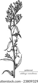 goldenrod, goldenrod monochrome, black and white goldenrod hand drawing, goldenrod sketch. Latin name solidago canadensis, monochrome flower, flower on transparent background, black and white flower