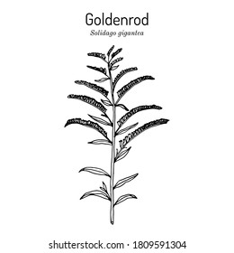 Goldenrod (Solidago gigantea), state flower of Kentucky and Nebraska, medicinal plant. Hand drawn botanical vector illustration