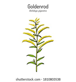 kentucky state flower goldenrod