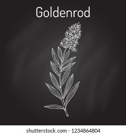 Goldenrod (Solidago virgaurea), or Woundwort, medicinal plant. Hand drawn botanical vector illustration