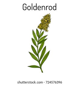 Goldenrod (Solidago virgaurea), or Woundwort, medicinal plant. Hand drawn botanical vector illustration