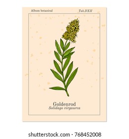 Goldenrod (Solidago virgaurea), or Woundwort, medicinal plant. Hand drawn botanical vector illustration