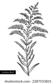 Ilustración vectorial Goldenrod. Esbozo de flores de verano dibujado a mano. Dibujo de flores silvestres aislado en un fondo blanco. Plantas de floración de trópicos o sabanas. Elemento de diseño floral de estilo grabado