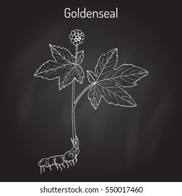 Goldenseal (Hydrastis canadensis), medicinal plant. Hand drawn botanical vector illustration