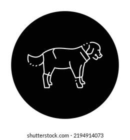 Golder retriever wearing raincoat color line icon. Pictogram for web page, mobile app, promo.