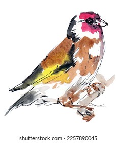 Dibujo acuarela de arte de aves de Goldfinch. Vector aislado.