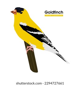 Pájaro goldfinch en colorida ilustración plana aislada en fondo blanco. Hermoso pájaro amarillo en la rama, vista lateral. Ilustración vectorial plana de animales