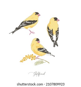 Goldfinch Bird Hand Drawn Vector Illustration Set Isolated On White. Vintage Curiosity Cabinet Aesthetic Print.