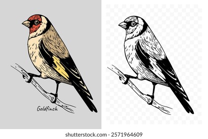 Goldfinch bird, realistic sketch, hand drawn vector illustration