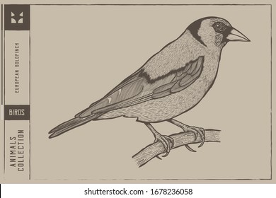 Goldfinch bird Vector illustration on a branch - Hand drawn - Out line