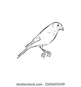 Un jilguero dibujado a mano en blanco y negro. Vector de pájaros. Perfil lateral Pequeño pájaro.