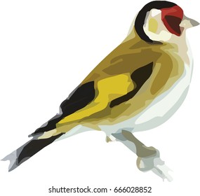 Goldfinch Illustration