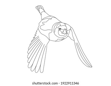 Goldfinch line drawing in vector