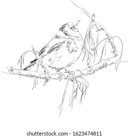 Goldfinch on the branch of a maple tree. 