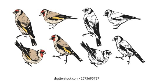 Goldfinch set of illustrations, vector hand drawn birds