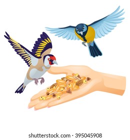 Goldfinch and titmouse are flying over hand with cereals
