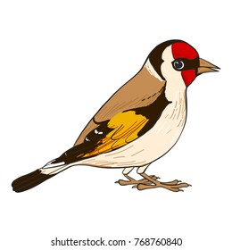 goldfinch, vector bird, hand drawn songbird, isolated vector elements