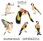 Goldfinches isolated on white background. Set of flying and sitting birds with bright colored plumage. Vector birds collection.