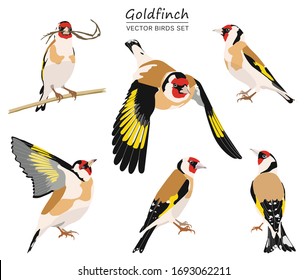 Goldfinches isolated on white background. Set of flying and sitting birds with bright colored plumage. Vector birds collection.