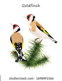 Goldfinches sitting on branch of fur tree