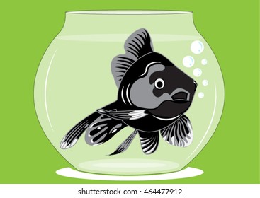 goldfish