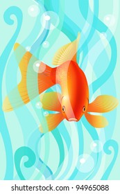 goldfish in an aquarium