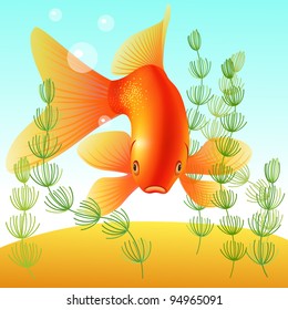goldfish in an aquarium