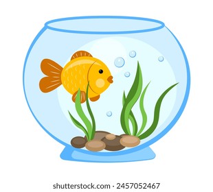 Goldfish in an aquarium on a white background