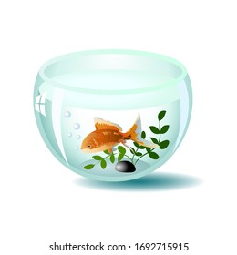 Goldfish in an aquarium on a white background.Vector illustration of an aquarium with a goldfish.