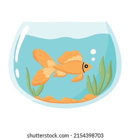 Goldfish Aquarium Vector Illustration Domestic Fish Stock Vector ...