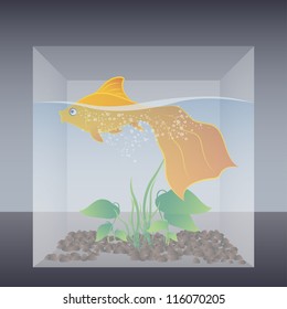 Goldfish in a box and round fish tank vector illustration