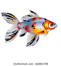 Goldfish Bristol shubunkin on a white background  [Carassius auratis]