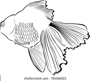 goldfish carp vector isolated on white background