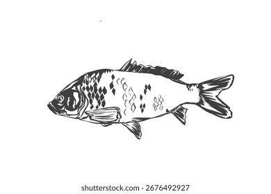 goldfish (Cyprinus carpio) without background
