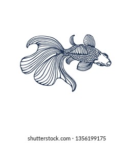 goldfish decorative , hand drawing, vector illustration isolated on white background