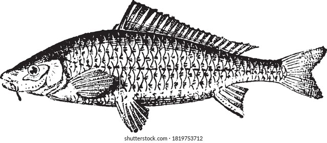 Goldfish, From the Dictionary of Word and Things, 1888.