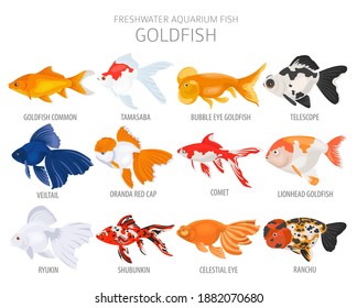 Goldfish. Freshwater aquarium fish icon set flat style isolated on white.  Vector illustration