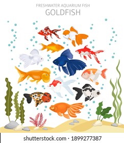 Goldfish. Freshwater aquarium fish icon set flat style isolated on white.  Vector illustration