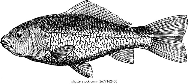 The Goldfish, A Freshwater Fish In The Family Cyprinidae Of Order Cypriniformes, Native To East Asia And A Small Member Of The Carp Family, Vintage Line Drawing Or Engraving Illustration.