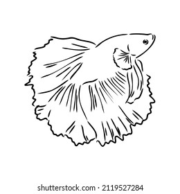 pez dorado , dibujo a mano, ilustración vectorial aislada en el fondo blanco acuario vector de peces